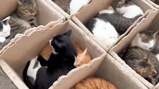 Cat Trying to Fit in a Tiny Shoe! 16