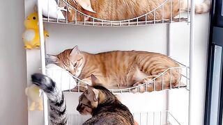 Cat Stealing the Dog's Bone! 30