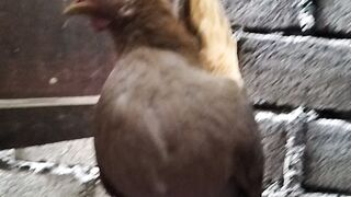Chicken 27