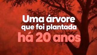 Não é sobre árvores