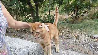 The orange stray cat missed me so much!