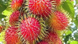 Rambutan Life Cycle