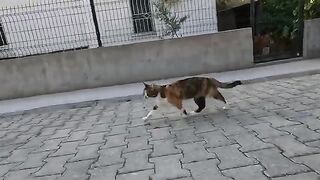 The pure joy of a stray cat when seeing her favorite humans!