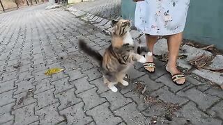 Mimi the stray cat and her friend greeted us with their cutest meows