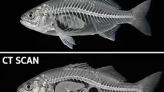 🐟🔍 CT SCAN: Shows