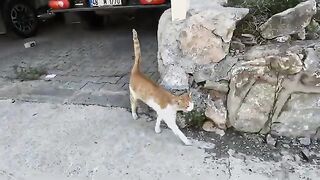 This cute stray cat starts meowing very loudly whenever she sees us