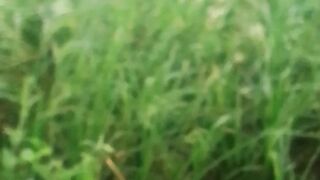 Rice croping Pakistan