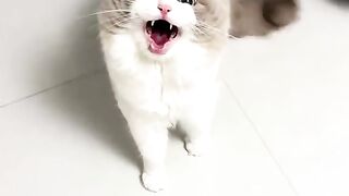 ​"Help, there's a little boss complaining because his food ration is a minute late! 😾🐾"