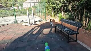 Dalma the stray cat greets us with a squeaky meow every time we meet