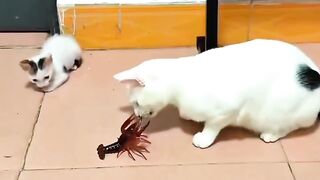 A collection of pet behavior that makes you think: 'How many lives does this cat really have?!' 😭 Cat lovers must watch until the end! 🐾"