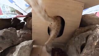 Stray Mama Cat’s Pure Joy When Her Kittens Get a Wooden House Before the Rainstorm