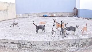 We will make many stray cats happy with the wooden house for kittens.