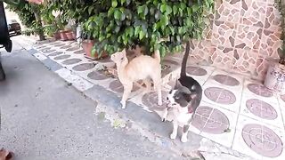 He Asked Us for Help: Rushing an Injured Stray to the Vet.