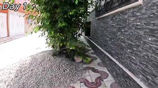 The Cat I've Known for a Year is Happy with Her Kittens' New Home.