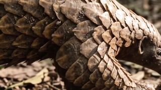 This Is the Only Mammal Covered in Scales!