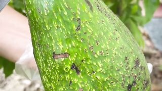 Penampakan Daging Alpukat Jumbo Super Tebal!