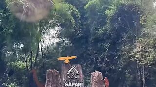 Animals zoo , taman safari prigen