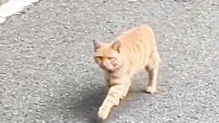 Cat huppy