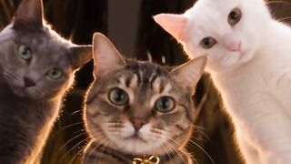 Dancing cat 14