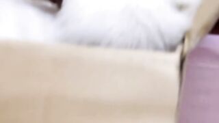 The Cutest Kitten Video on the Internet! 🥺 6