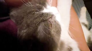 Wait For It! Cat Does the Unexpected! 🤯 5