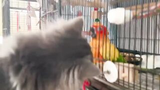 Smartest Cat Ever Solves a Puzzle! 🧠 5