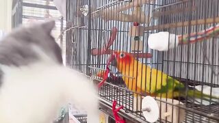 Cat vs Dog: The Ultimate Funny Showdown! 5