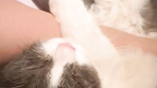 How to Annoy Your Cat (Funny Reaction!) 6