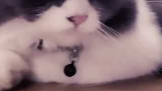 I Put a Cucumber Behind My Cat! 😂 6