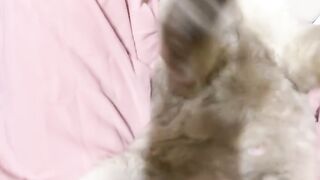 Cat Parkour Level: Olympic Gold Medal! 6