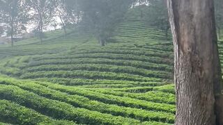 Soothing Nature Escape: Peaceful Views of Endless Tea Gardens