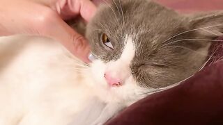 Cat Purring Like a Motorcycle! 🏍️ 5