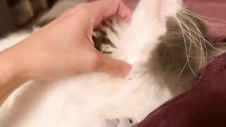 Cat Getting Jealous of a Plush Toy! 5