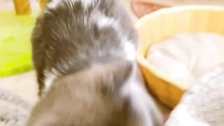 Cat Hiding in Plain Sight! Camouflage! 6