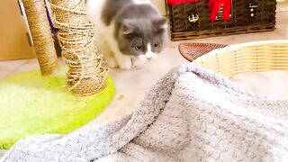Cat Discovers the Roomba Vacuum! 6