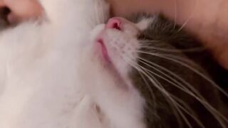 Cat Brings a Live Mouse as a Gift! 🐁 4
