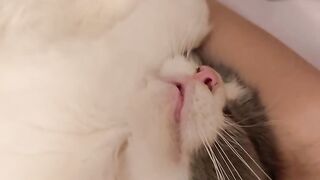 Cat Falling Asleep While Sitting Up! 3
