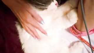 Cat Jumping on the Kitchen Counter! 6