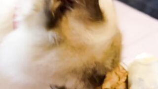 Cat Carrying a Giant Stuffed Animal! 🧸 6