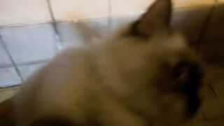 Cat Fighting its Own Tail in a Circle! 5