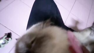 Cat Smiling for a Photo! 📸 6