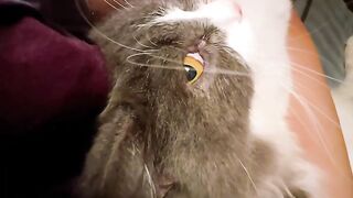 Cat Reacts to a Magic Trick! 🪄 6