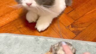 Cat Sneezing 5 Times in a Row! 🤧 5