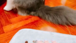 Cat Chasing a Butterfly in the Yard! 🦋 6