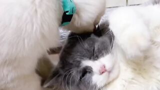 Cat Bringing Me a Sponge as a Gift! 🧽 6