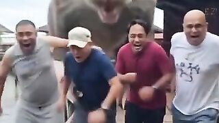 Giant Rat