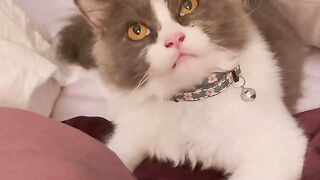 Heartwarming Mother Cat and Kittens! 16