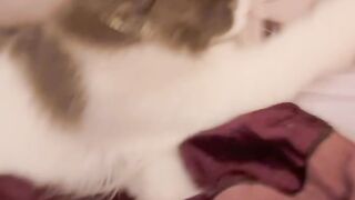 Cat Trying to Catch a Laser Pointer! 14