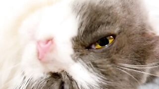 Cat Sneezing is the Cutest Thing! 18
