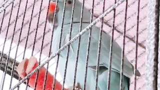 Cat Talking to Birds at the Window! 15